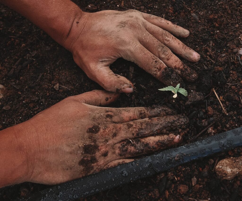 Hemp planting at farm | greenforcestaffing.com